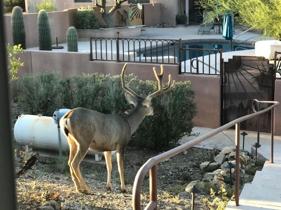 Tucson Mnt Foothills Saguaro Bliss Villa Bagian luar foto