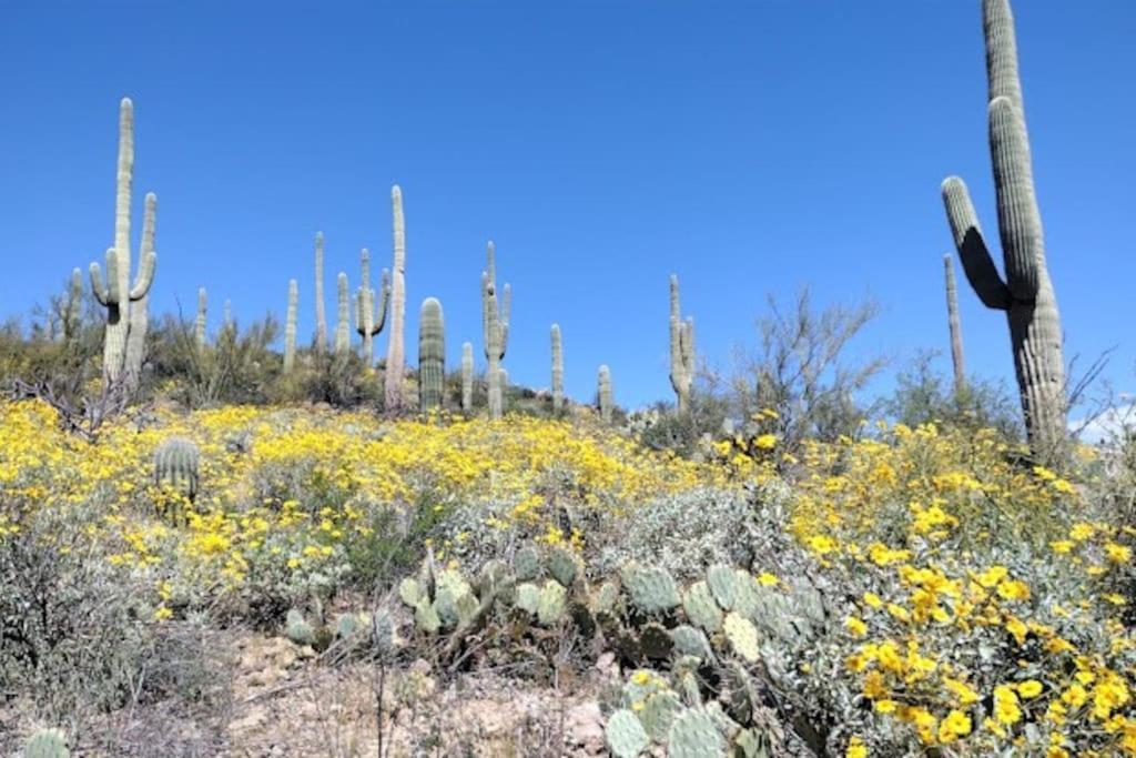 Tucson Mnt Foothills Saguaro Bliss Villa Bagian luar foto